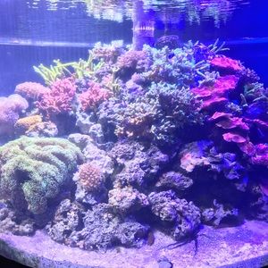 Meet your Posher, Jin